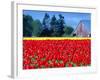 Tulip Field, Washington, USA-William Sutton-Framed Photographic Print