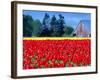 Tulip Field, Washington, USA-William Sutton-Framed Photographic Print