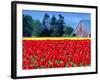 Tulip Field, Washington, USA-William Sutton-Framed Photographic Print