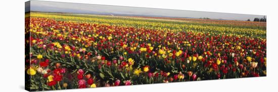 Tulip Field, Willamette Valley, Oregon, USA-null-Stretched Canvas