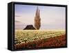 Tulip Field with Barn and Poplar Tree, Skagit Valley, Washington, USA-Charles Crust-Framed Stretched Canvas