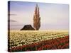 Tulip Field with Barn and Poplar Tree, Skagit Valley, Washington, USA-Charles Crust-Stretched Canvas