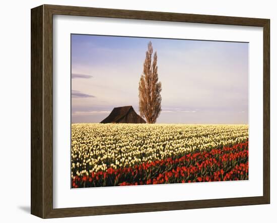 Tulip Field with Barn and Poplar Tree, Skagit Valley, Washington, USA-Charles Crust-Framed Premium Photographic Print