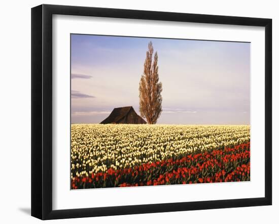 Tulip Field with Barn and Poplar Tree, Skagit Valley, Washington, USA-Charles Crust-Framed Premium Photographic Print