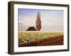 Tulip Field with Barn and Poplar Tree, Skagit Valley, Washington, USA-Charles Crust-Framed Photographic Print