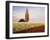 Tulip Field with Barn and Poplar Tree, Skagit Valley, Washington, USA-Charles Crust-Framed Photographic Print