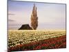 Tulip Field with Barn and Poplar Tree, Skagit Valley, Washington, USA-Charles Crust-Mounted Photographic Print