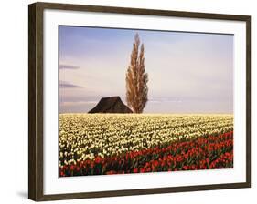 Tulip Field with Barn and Poplar Tree, Skagit Valley, Washington, USA-Charles Crust-Framed Photographic Print