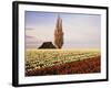 Tulip Field with Barn and Poplar Tree, Skagit Valley, Washington, USA-Charles Crust-Framed Photographic Print