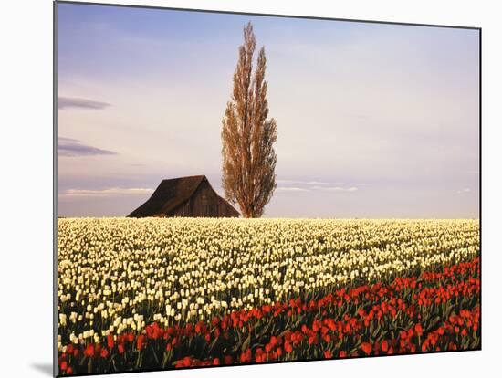 Tulip Field with Barn and Poplar Tree, Skagit Valley, Washington, USA-Charles Crust-Mounted Photographic Print