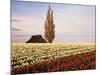 Tulip Field with Barn and Poplar Tree, Skagit Valley, Washington, USA-Charles Crust-Mounted Photographic Print