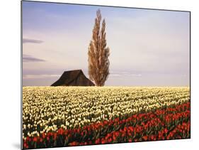 Tulip Field with Barn and Poplar Tree, Skagit Valley, Washington, USA-Charles Crust-Mounted Photographic Print