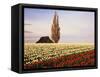 Tulip Field with Barn and Poplar Tree, Skagit Valley, Washington, USA-Charles Crust-Framed Stretched Canvas