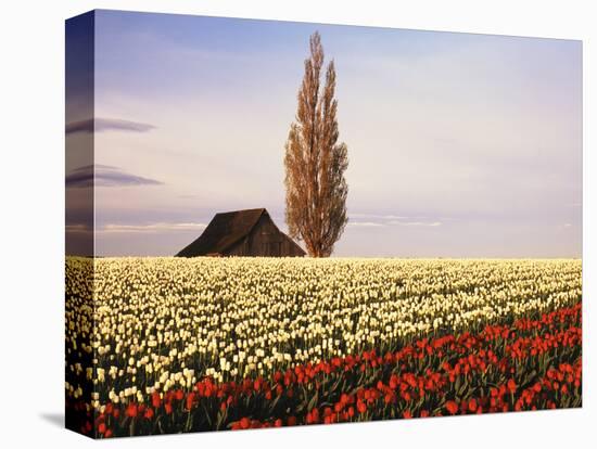 Tulip Field with Barn and Poplar Tree, Skagit Valley, Washington, USA-Charles Crust-Stretched Canvas