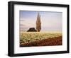 Tulip Field with Barn and Poplar Tree, Skagit Valley, Washington, USA-Charles Crust-Framed Photographic Print