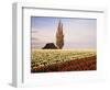 Tulip Field with Barn and Poplar Tree, Skagit Valley, Washington, USA-Charles Crust-Framed Photographic Print