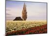 Tulip Field with Barn and Poplar Tree, Skagit Valley, Washington, USA-Charles Crust-Mounted Photographic Print