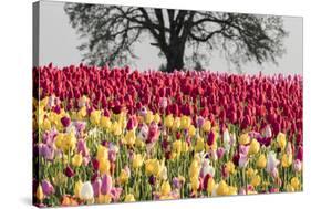 Tulip field, Woodburn, Oregon.-William Sutton-Stretched Canvas