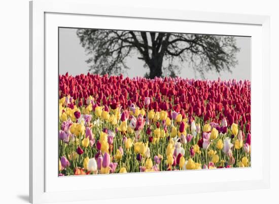 Tulip field, Woodburn, Oregon.-William Sutton-Framed Photographic Print