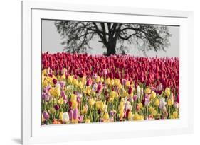 Tulip field, Woodburn, Oregon.-William Sutton-Framed Photographic Print