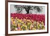 Tulip field, Woodburn, Oregon.-William Sutton-Framed Photographic Print