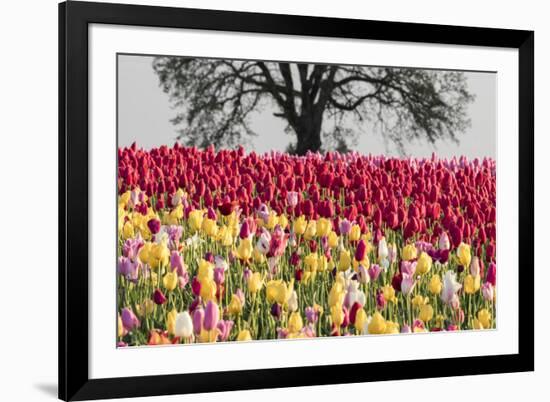 Tulip field, Woodburn, Oregon.-William Sutton-Framed Photographic Print