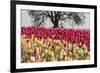 Tulip field, Woodburn, Oregon.-William Sutton-Framed Photographic Print