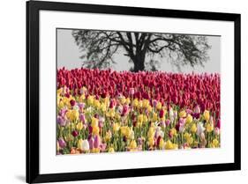 Tulip field, Woodburn, Oregon.-William Sutton-Framed Photographic Print