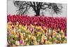 Tulip field, Woodburn, Oregon.-William Sutton-Mounted Photographic Print