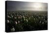 Tulip field-Maciej Duczynski-Stretched Canvas