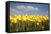 Tulip Field-ErikdeGraaf-Framed Stretched Canvas