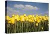 Tulip Field-ErikdeGraaf-Stretched Canvas