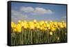 Tulip Field-ErikdeGraaf-Framed Stretched Canvas