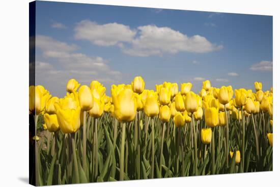 Tulip Field-ErikdeGraaf-Stretched Canvas