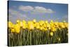 Tulip Field-ErikdeGraaf-Stretched Canvas