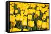 Tulip Field-ErikdeGraaf-Framed Stretched Canvas