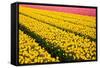 Tulip Field-ErikdeGraaf-Framed Stretched Canvas