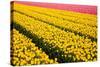 Tulip Field-ErikdeGraaf-Stretched Canvas