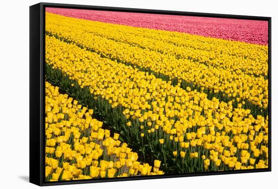 Tulip Field-ErikdeGraaf-Framed Stretched Canvas