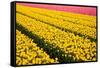 Tulip Field-ErikdeGraaf-Framed Stretched Canvas