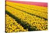 Tulip Field-ErikdeGraaf-Stretched Canvas