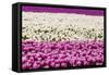 Tulip Field-Marco Jorissen-Framed Stretched Canvas