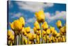 Tulip Field-ErikdeGraaf-Stretched Canvas