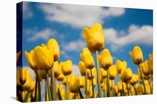 Tulip Field-ErikdeGraaf-Stretched Canvas