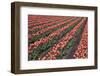 Tulip Field-vanderkoppe-Framed Photographic Print