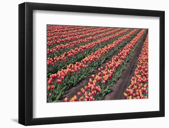 Tulip Field-vanderkoppe-Framed Photographic Print