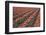 Tulip Field-vanderkoppe-Framed Photographic Print