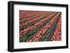 Tulip Field-vanderkoppe-Framed Photographic Print