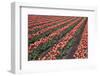 Tulip Field-vanderkoppe-Framed Photographic Print