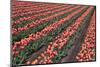 Tulip Field-vanderkoppe-Mounted Photographic Print